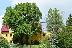 Zásadská lípa