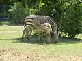 Zebra Hartmannové