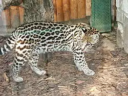 Ocelot má kresbu srsti podobnou levhartovi, ale rozety mají obvykle protáhlejší tvar
