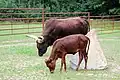 Watusi, vahumský skot