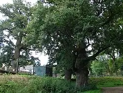 Zahrádecké duby