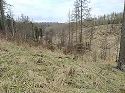 Pohled z Anenského vrchu do Zaječího dolu na Anenský potok