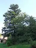 Douglaska tisolistá v Zálesí (Bratčice)
