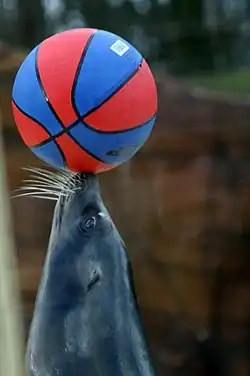 Hlava lachtana s basketbalovým míčem na čenichu