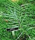 Detail listu