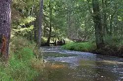 Řeka v přírodní rezervaci Dračice
