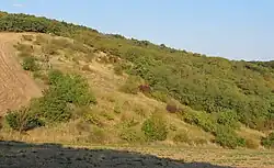 Stráně s lesostepním porostem