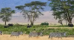 Pláně Serengeti
