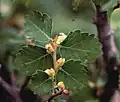 Sicilský endemit Zelkova sicula