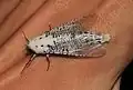 Drvopleň Polyphagozerra coffeae