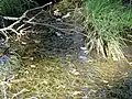 zevar nejmenší (Sparganium natans)