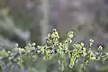 Kvetoucí větévky Condalia celata (syn. Ziziphus celata)