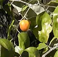 Cicimek Ziziphus mauritiana