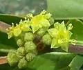 Detail květů Ziziphus mucronata