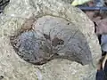 Zkamenělina prvohorního goniatitu, velikost cca 10 cm
