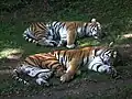 Ležící tygři v Zoo Landau