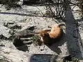 červený a šedý jaguarundi ze zoo v Ostravě