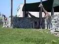 Žirafy Rothschildovy