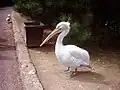 Pelikán