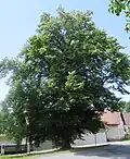 Zvánovická lípa