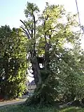 lípa se zvoničkou v Božetešicích