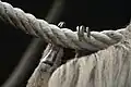 Detail konce zadní i přední končetiny