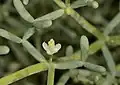 Z. coccineum