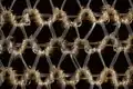 Polyamidový filament 40 den na punčoše, cca 20 x zvětšený (Rusko 2021)
