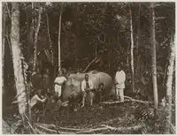 Lovci se slonem, 1900