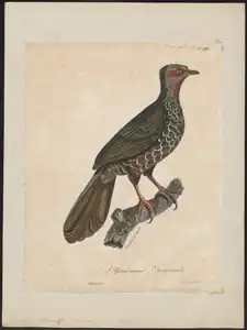 Iconographia Zoologica, Paul Louis Oudart, někdy mezi 1825–1834