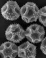 Pylová zrna Taraxacum officinale